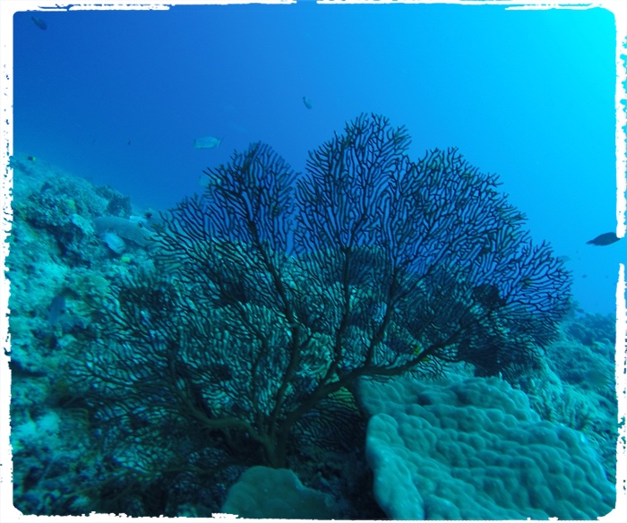 Fiji is the kingdom of soft corals …
