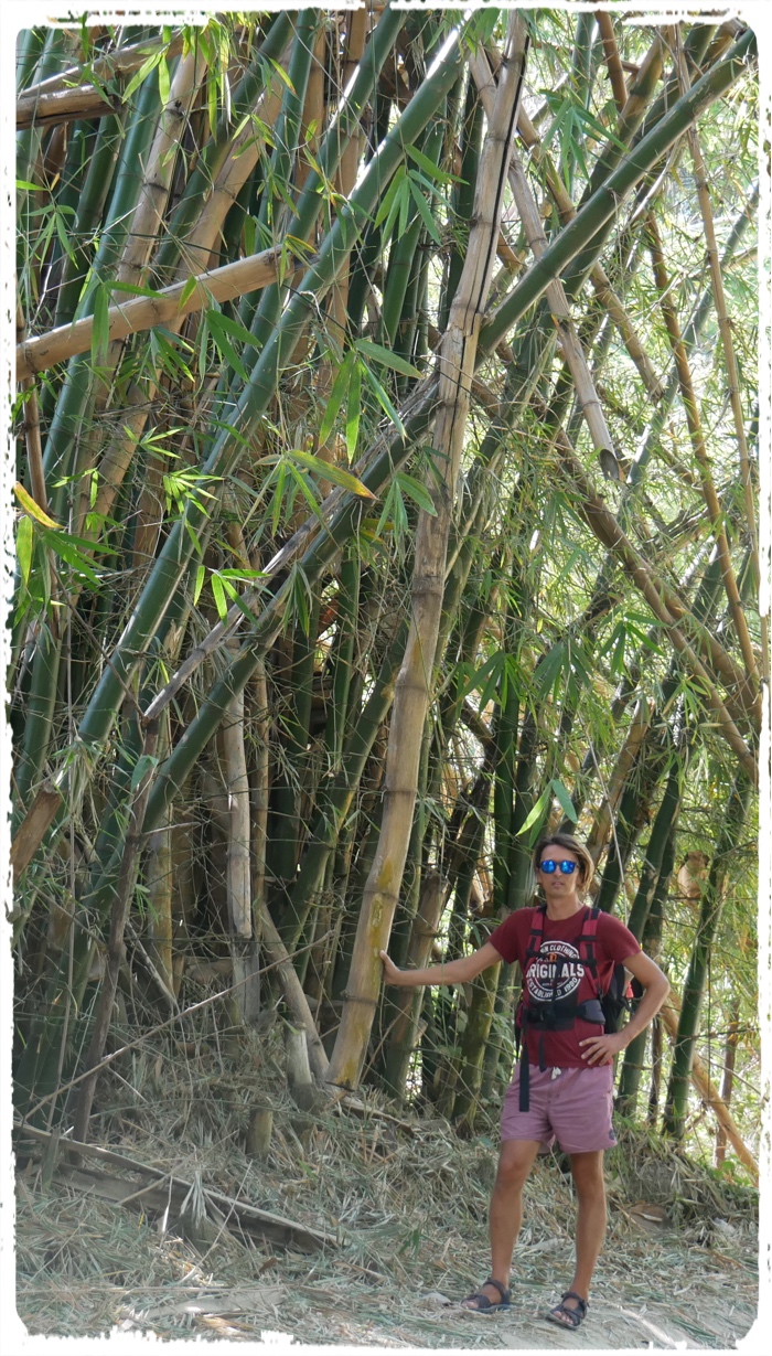 This Bamboo could also be our mast